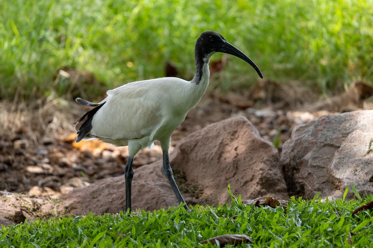 Australian Ibis - ML638328204