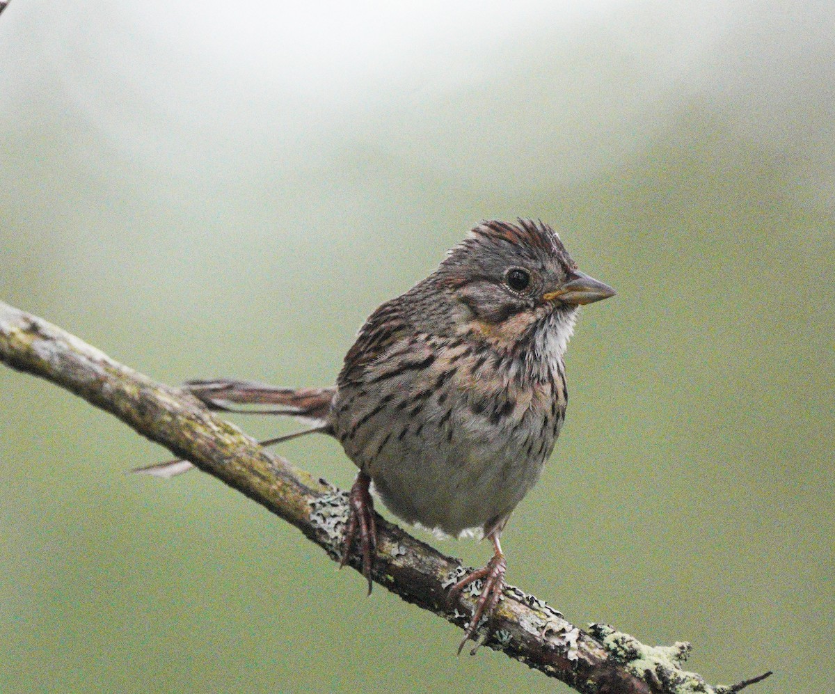 Lincoln's Sparrow - ML638328207