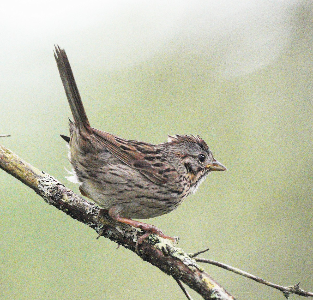 Lincoln's Sparrow - ML638328208
