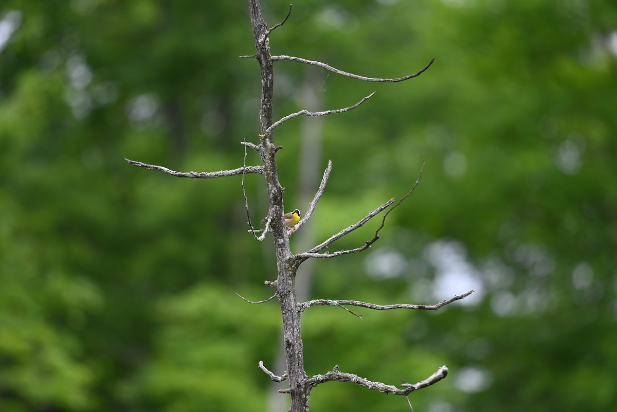 Common Yellowthroat - ML638328209