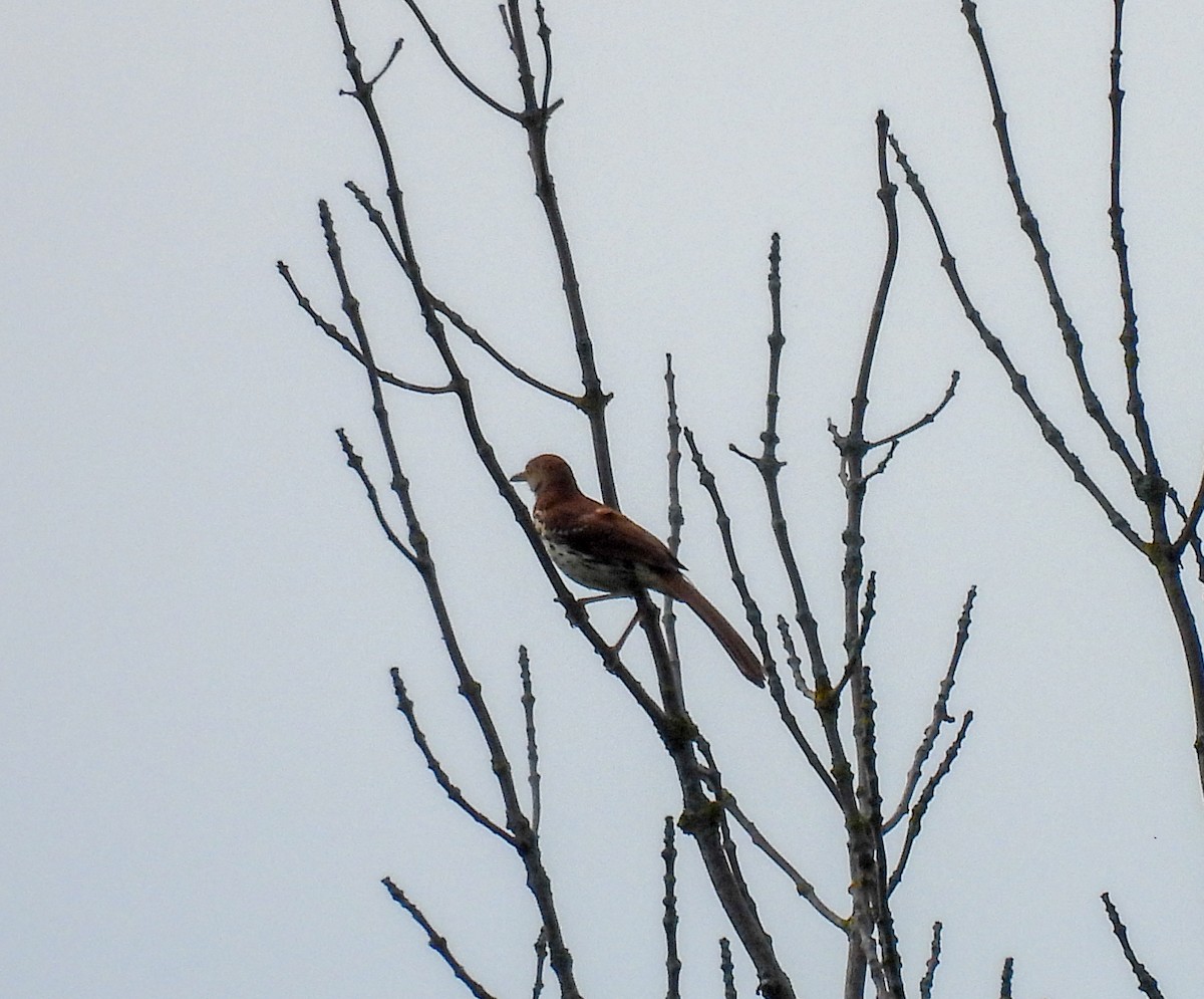 Brown Thrasher - ML638328216
