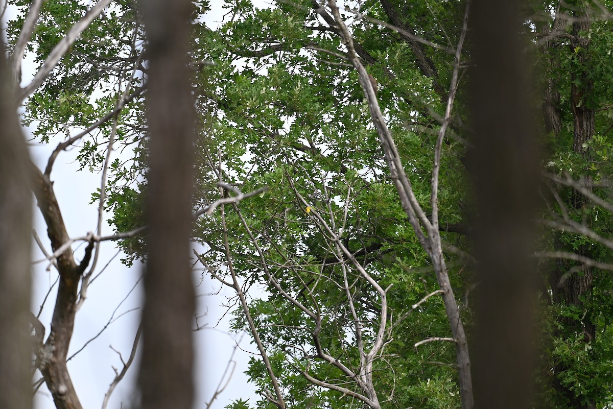 Yellow Warbler - ML638328220