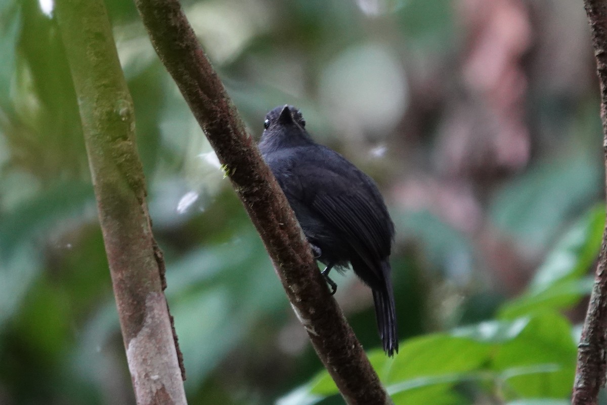 Bluish-slate Antshrike - ML638328225