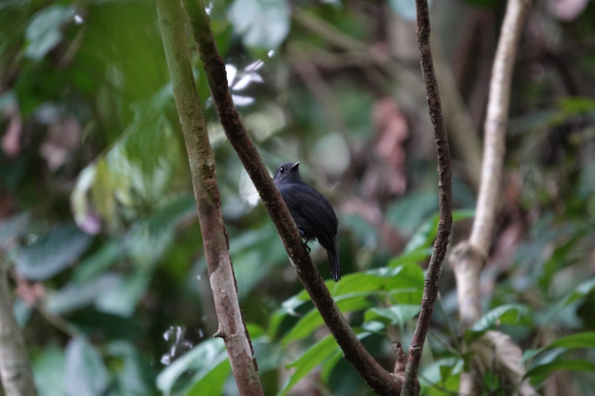 Bluish-slate Antshrike - ML638328226