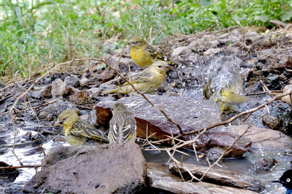 Speke's Weaver - ML638328227