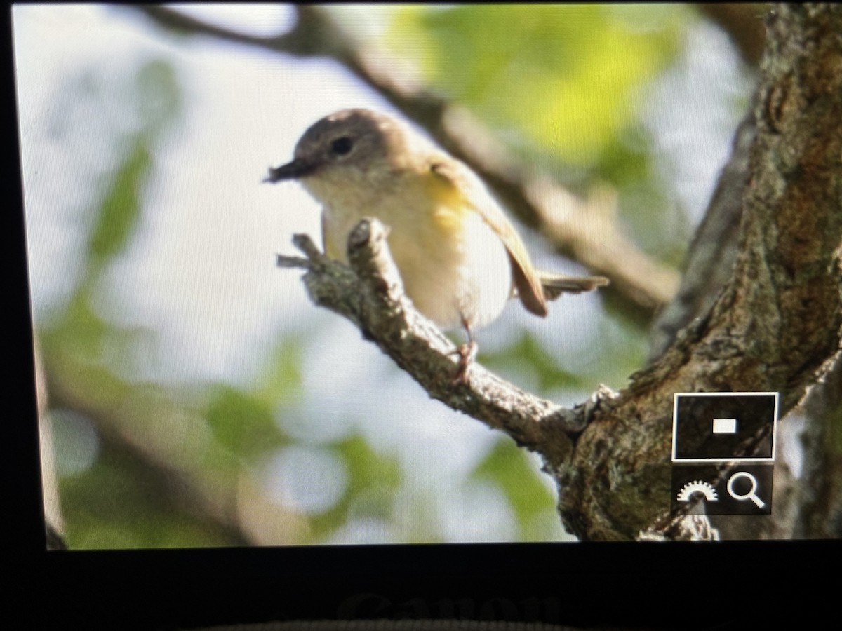 American Redstart - ML638328235