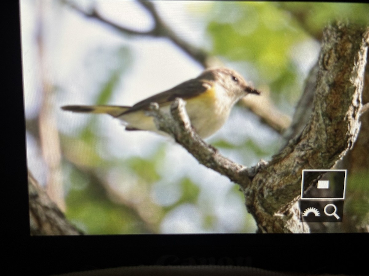 American Redstart - ML638328236