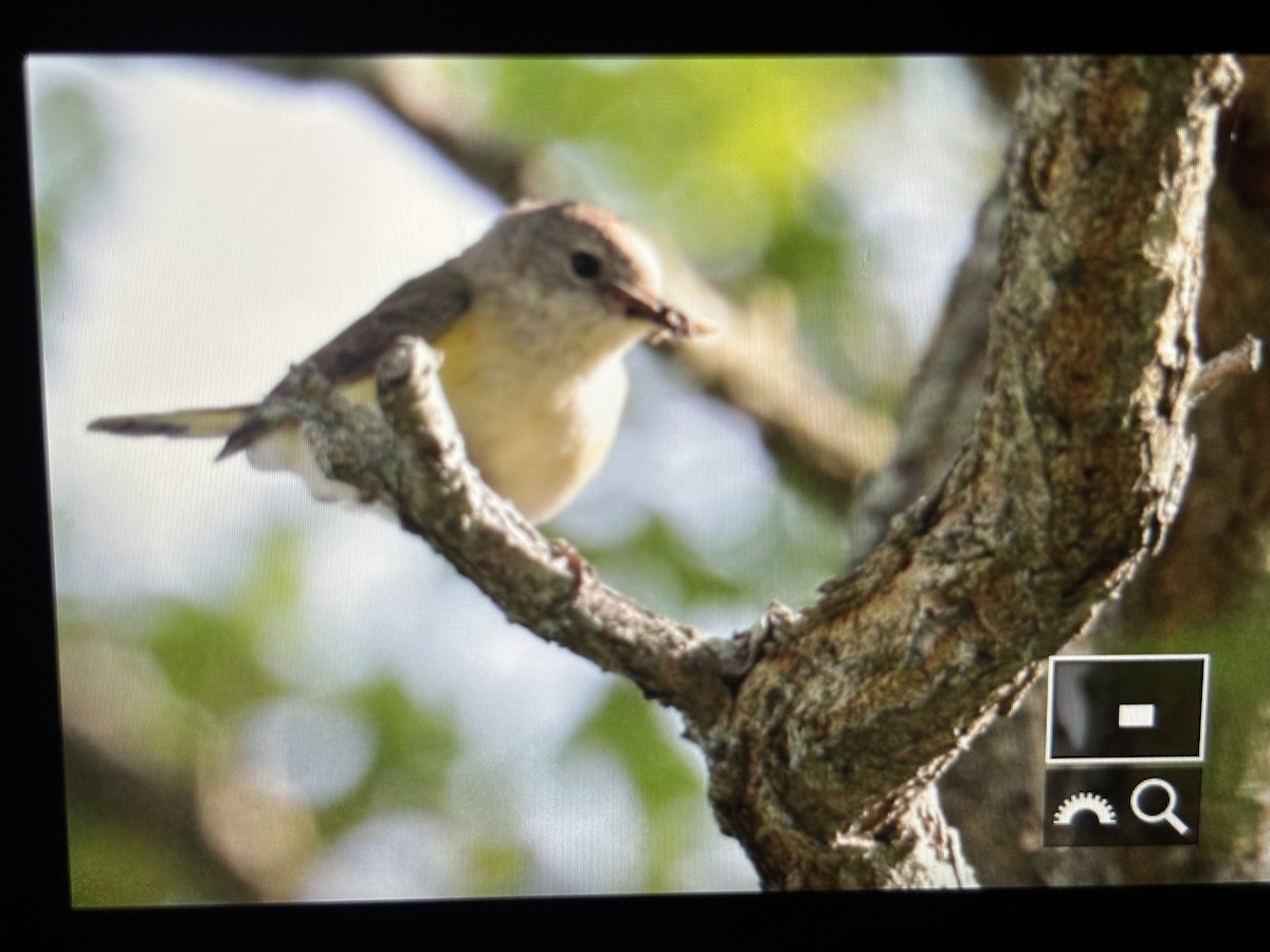 American Redstart - ML638328237