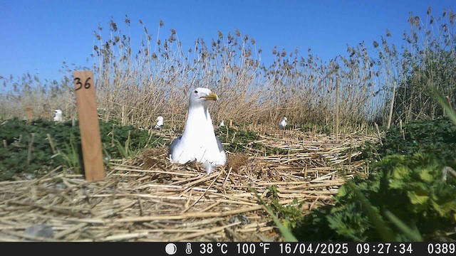 Caspian Gull - ML638328242