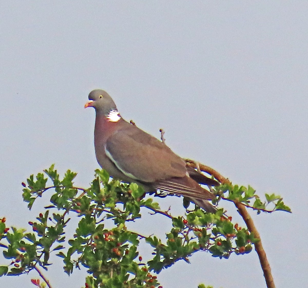 Tahtalı - ML638328263