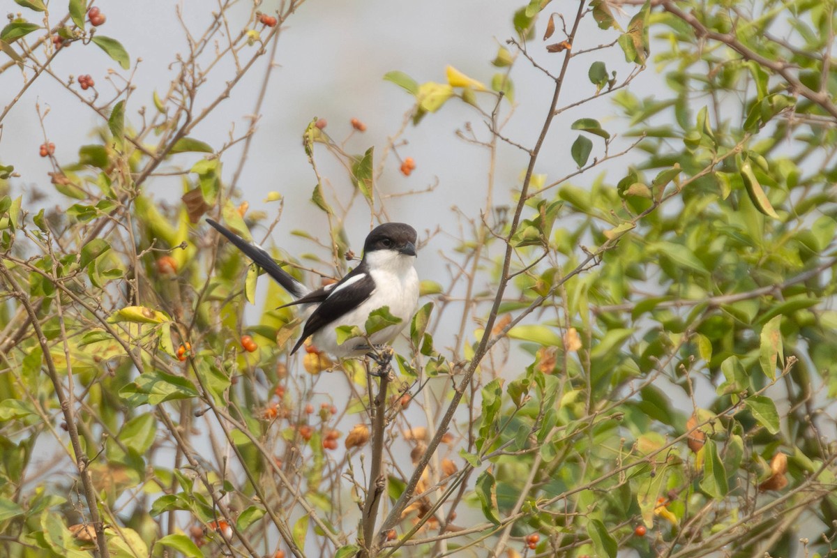Northern Fiscal - ML638328274