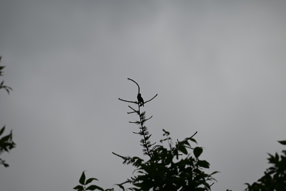 Indigo Bunting - ML638328284