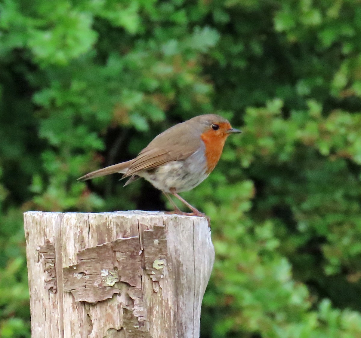 European Robin - ML638328296