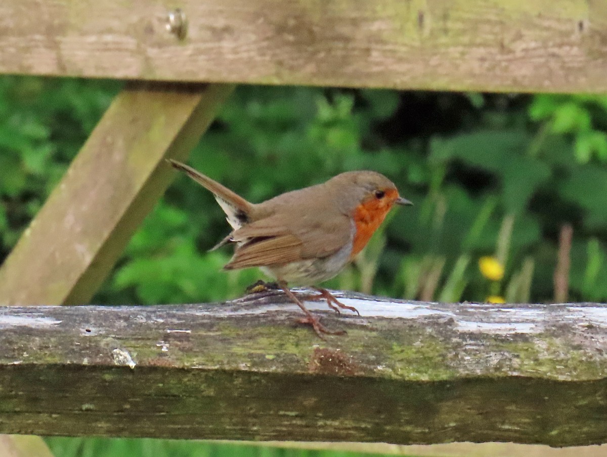 European Robin - ML638328297