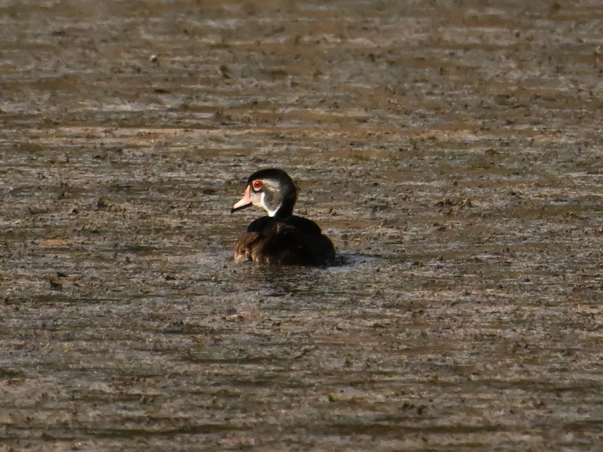 Wood Duck - ML638328303