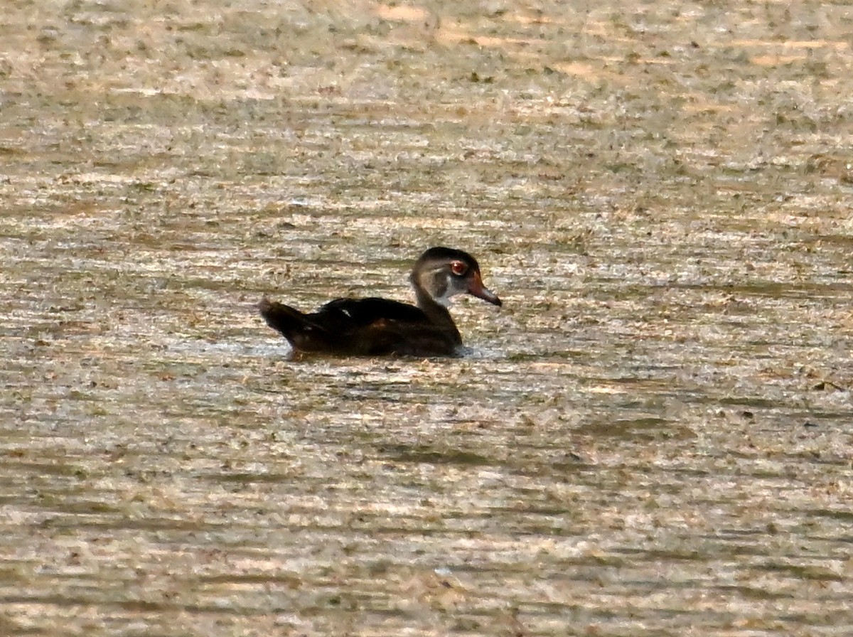 Wood Duck - ML638328306