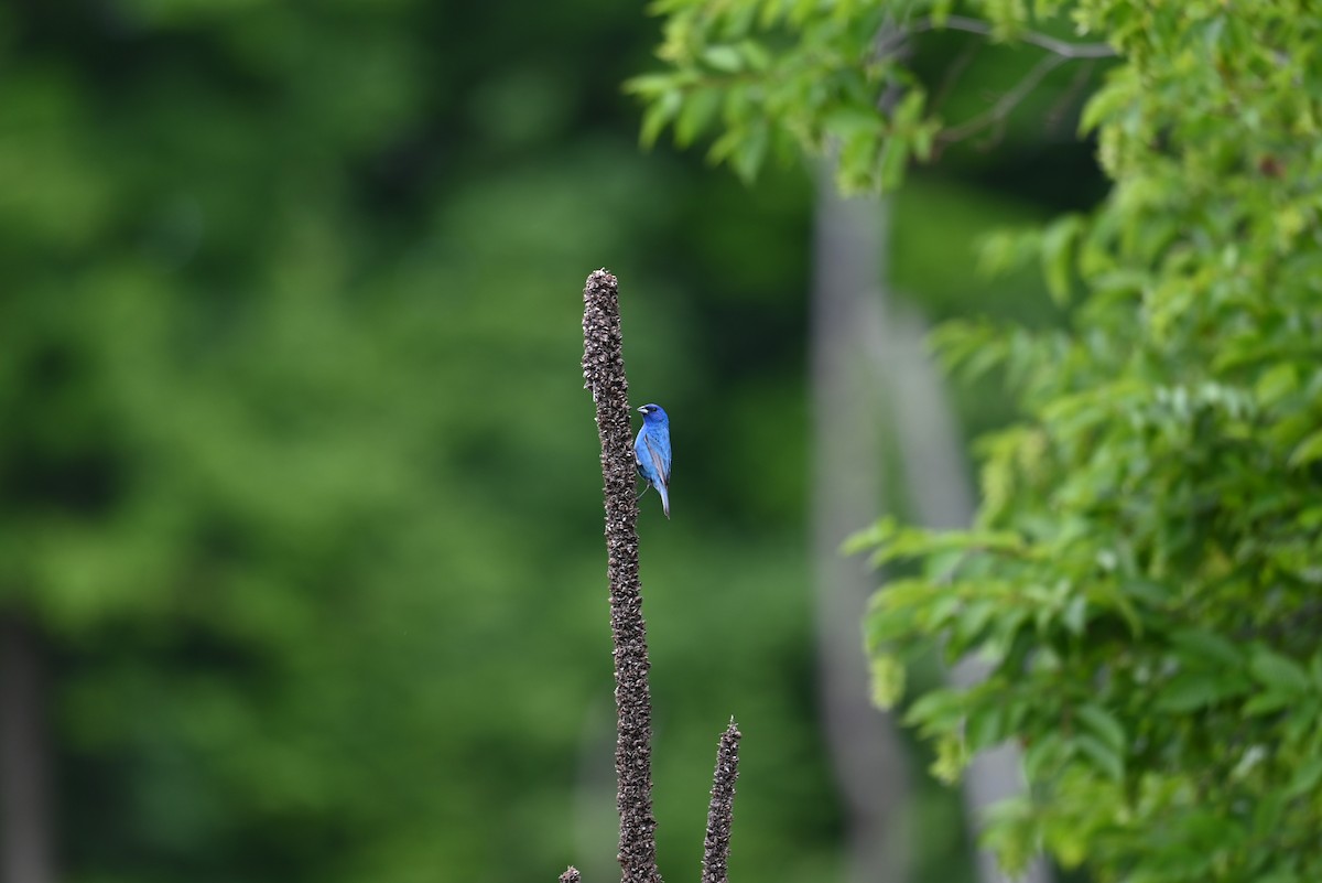Indigo Bunting - ML638328308