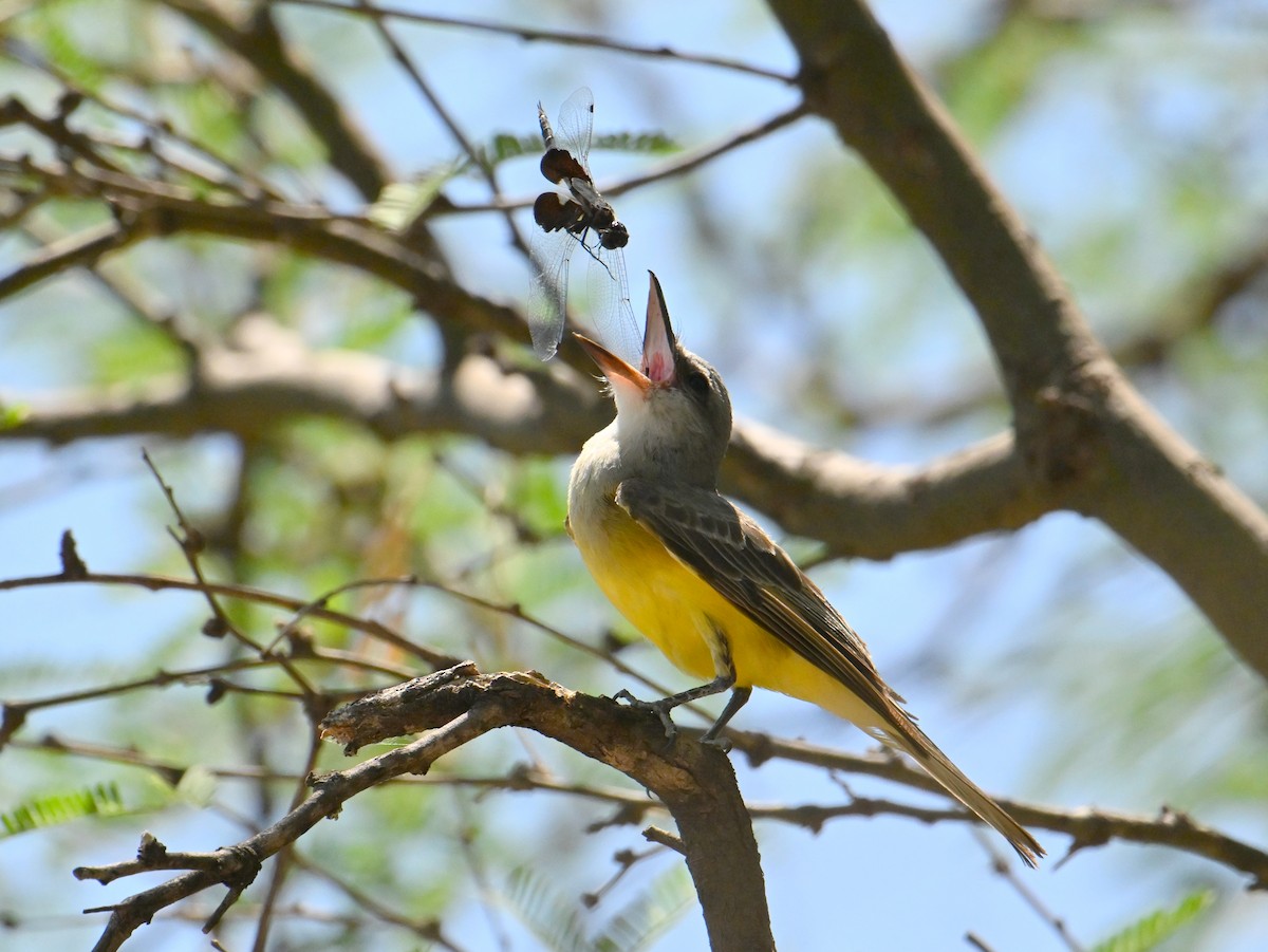 Tropical Kingbird - ML638328320