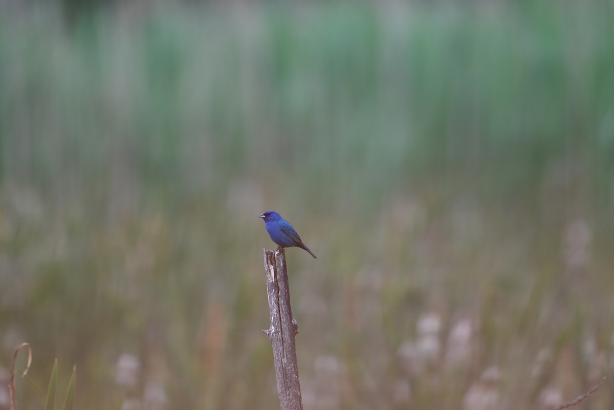 Indigo Bunting - ML638328329