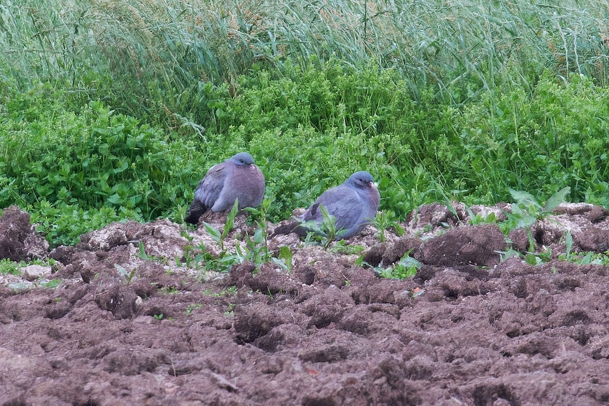Stock Dove - ML638328359
