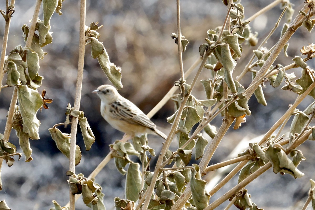 Zitting Cisticola - ML638328361