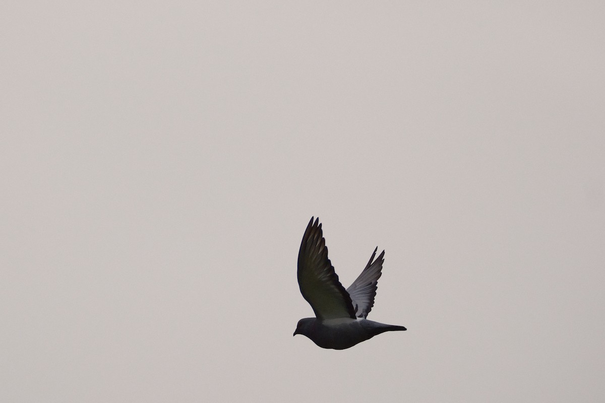 Rock Pigeon (Feral Pigeon) - ML638328362