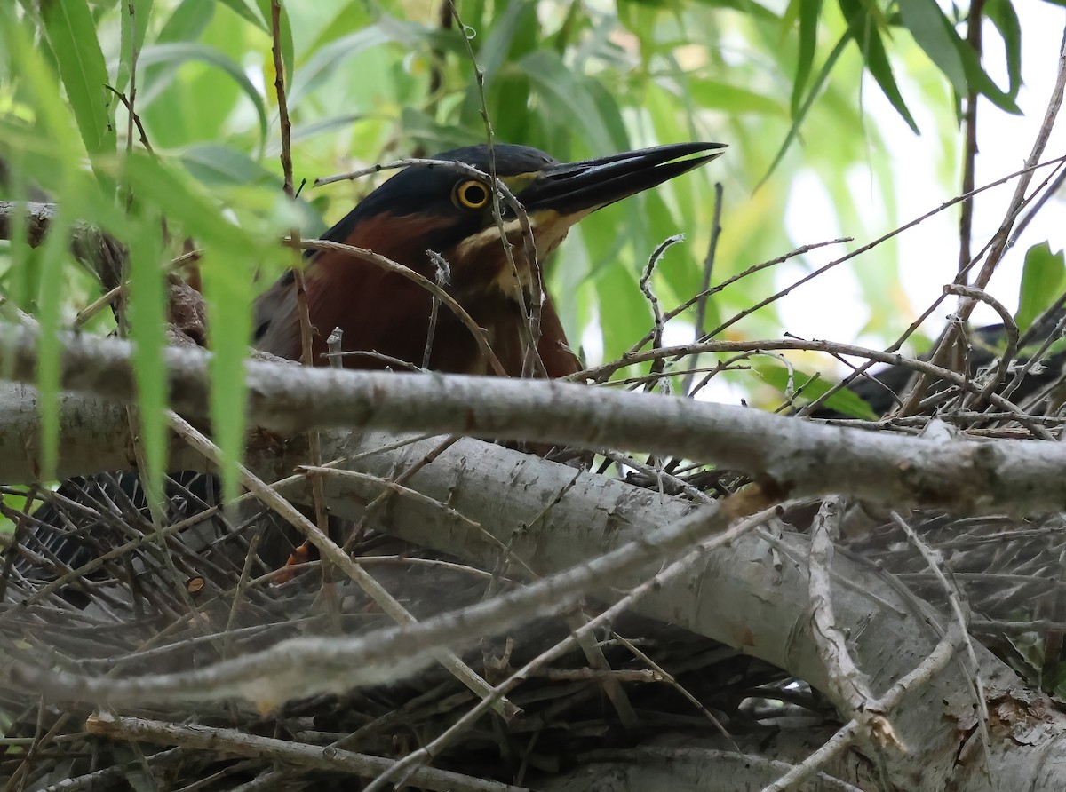 Green Heron - ML638328363