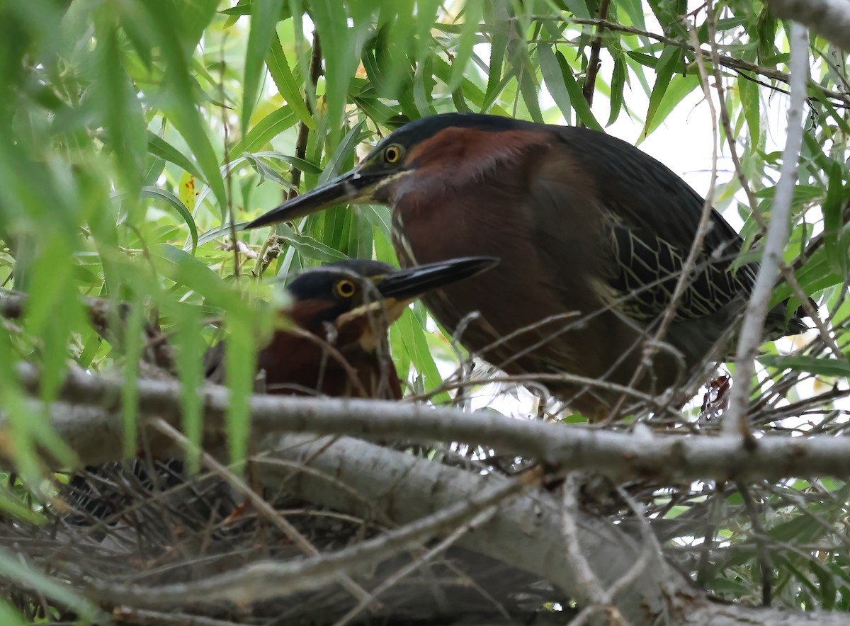 Green Heron - ML638328364