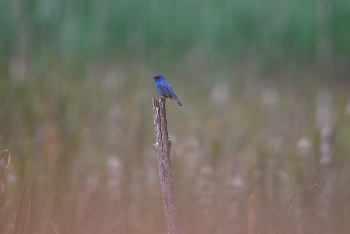 Indigo Bunting - ML638328365