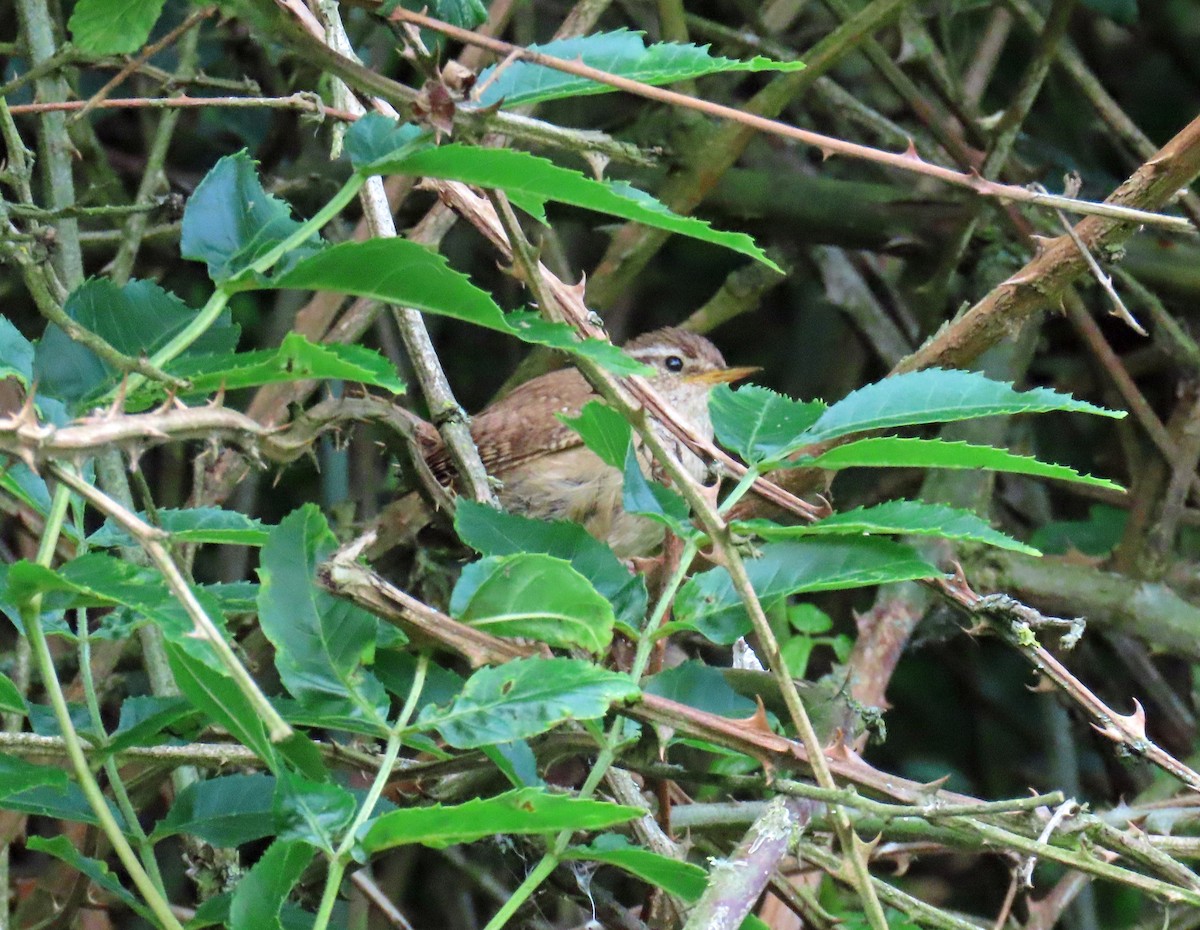 Eurasian Wren - ML638328366