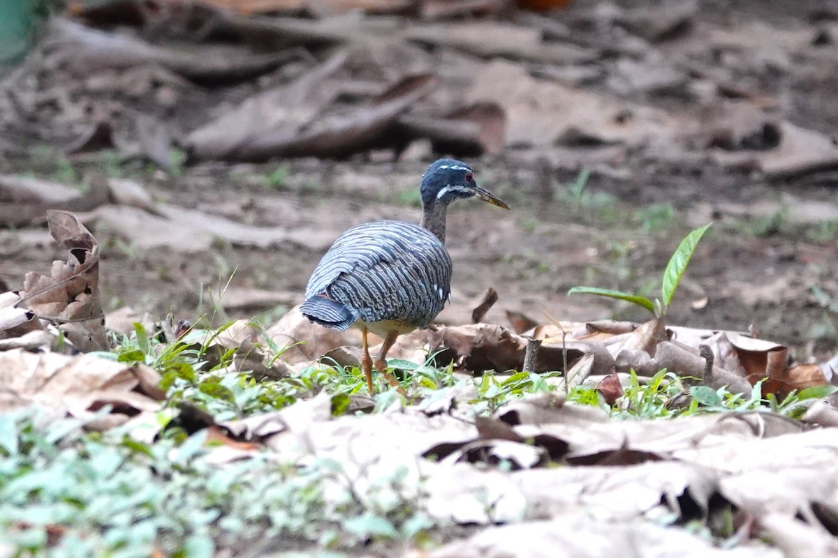 Sunbittern - ML638328367