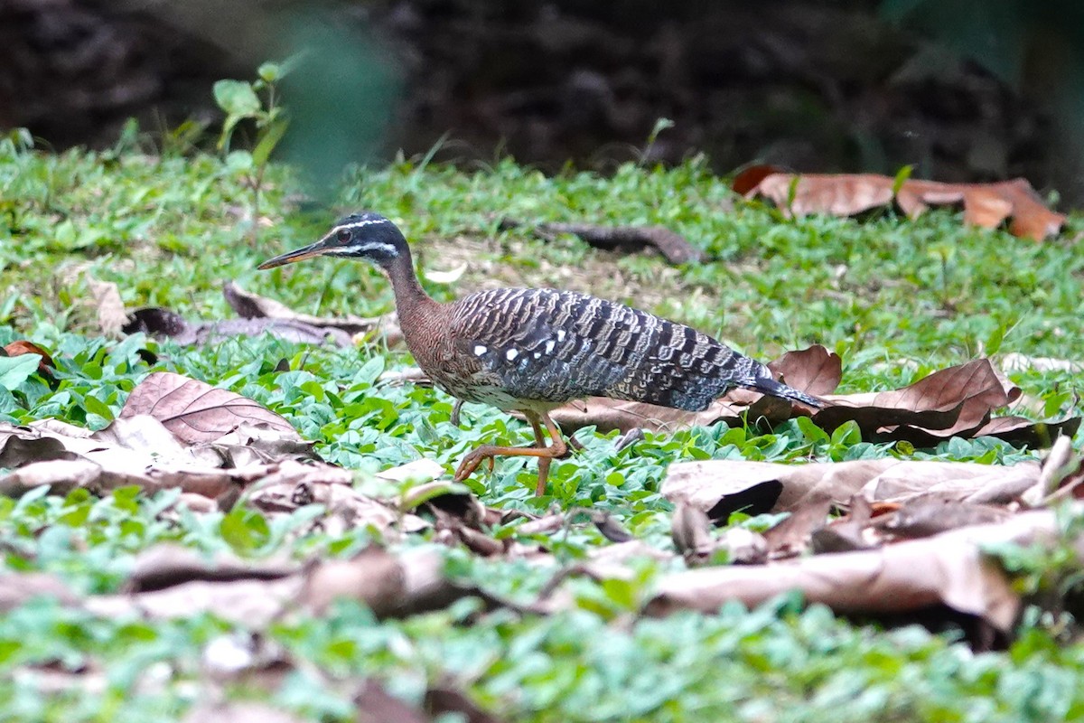 Sunbittern - ML638328368