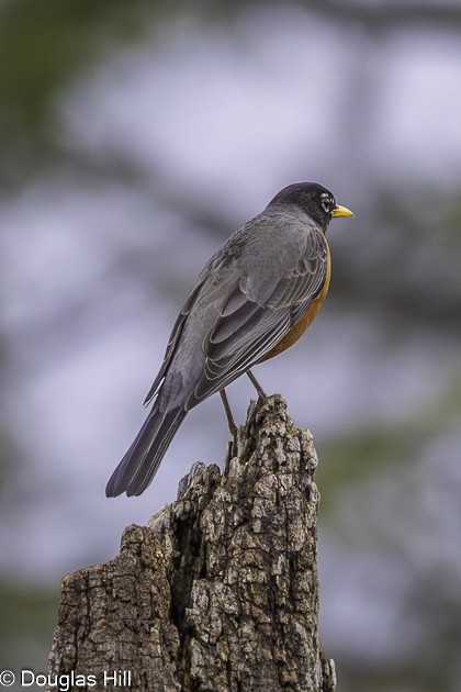 American Robin - ML638328369