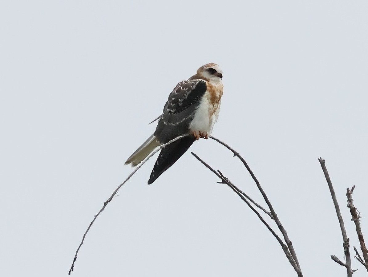 White-tailed Kite - ML638328371