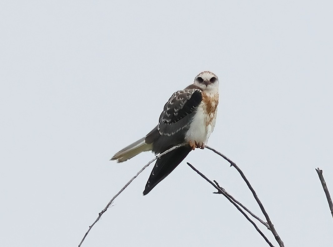 White-tailed Kite - ML638328372
