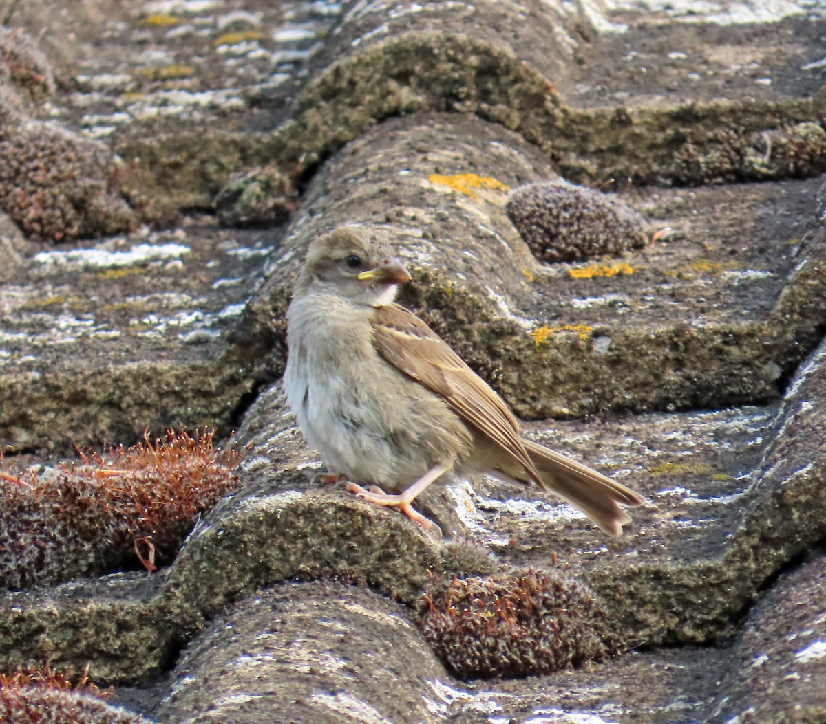 House Sparrow - ML638328375