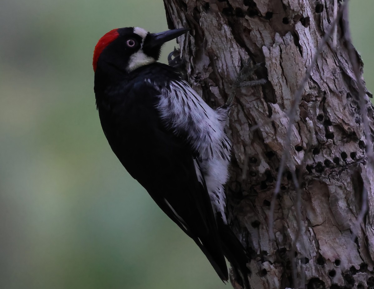 Acorn Woodpecker - ML638328376