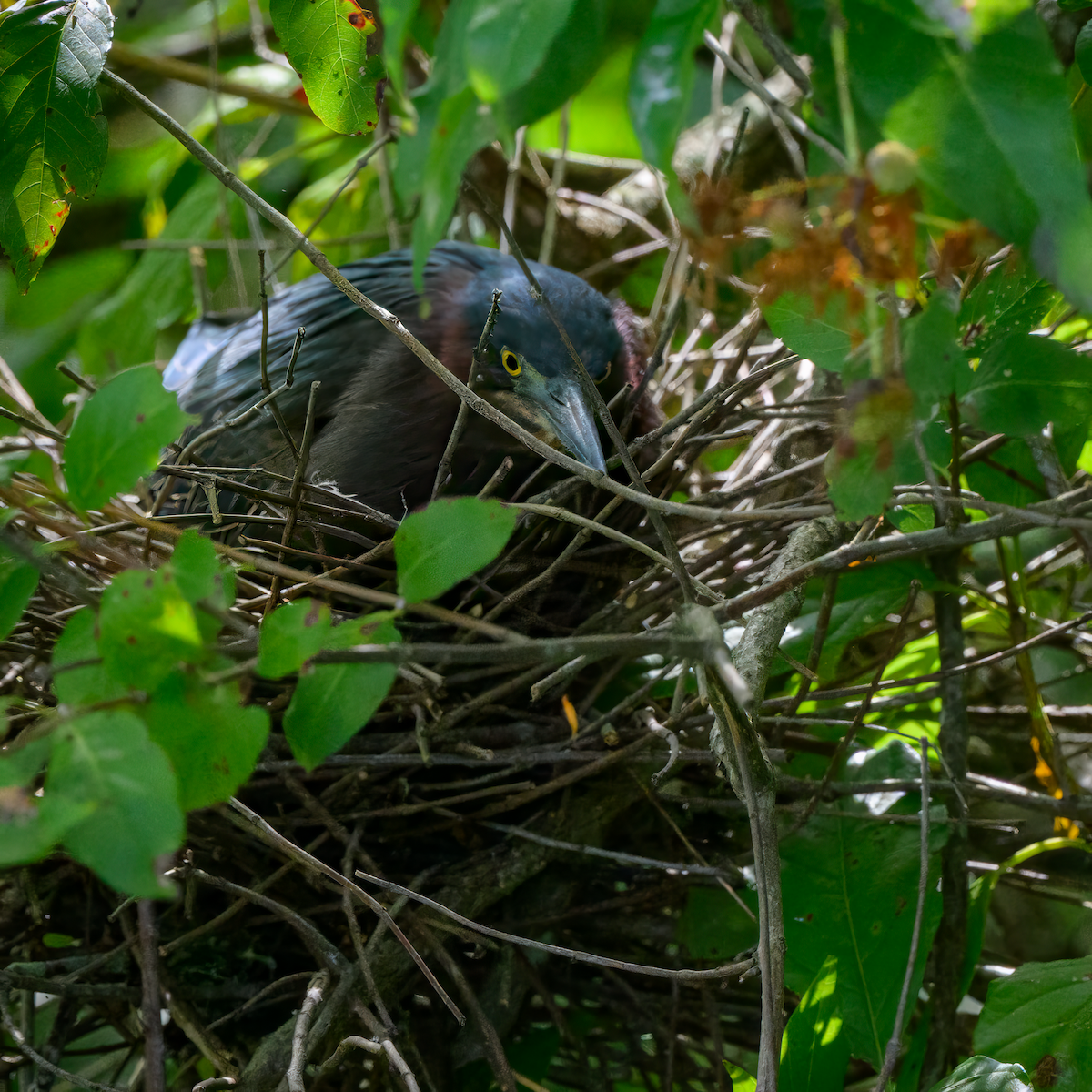 Green Heron - ML638328377
