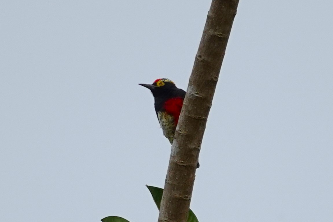 Yellow-tufted Woodpecker - ML638328379