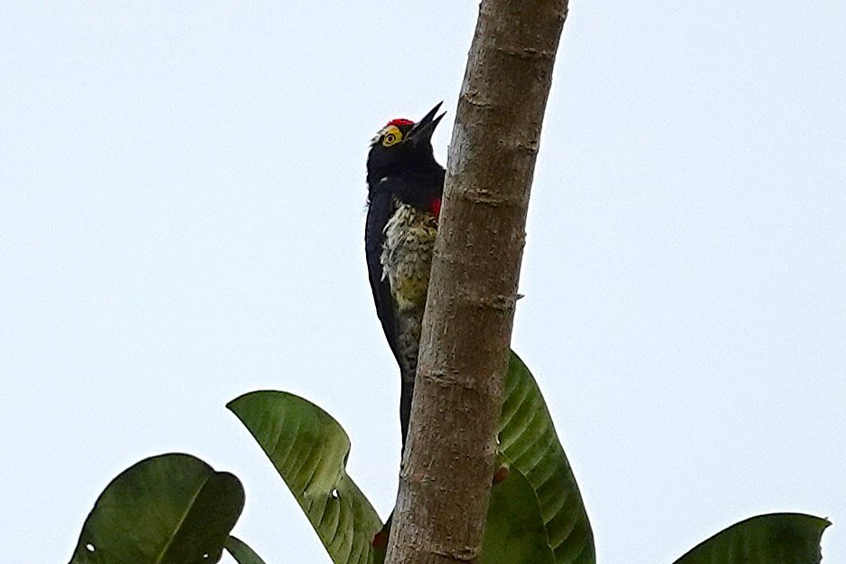 Yellow-tufted Woodpecker - ML638328382