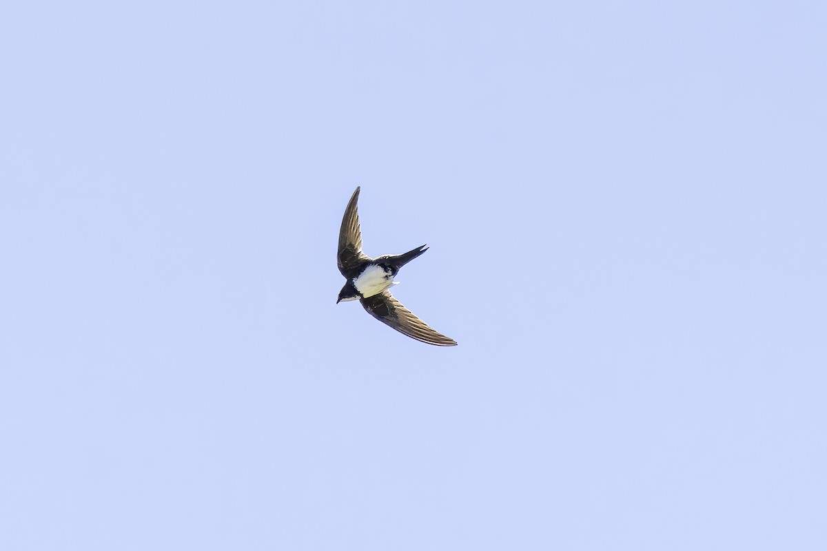Alpine Swift - ML638328386