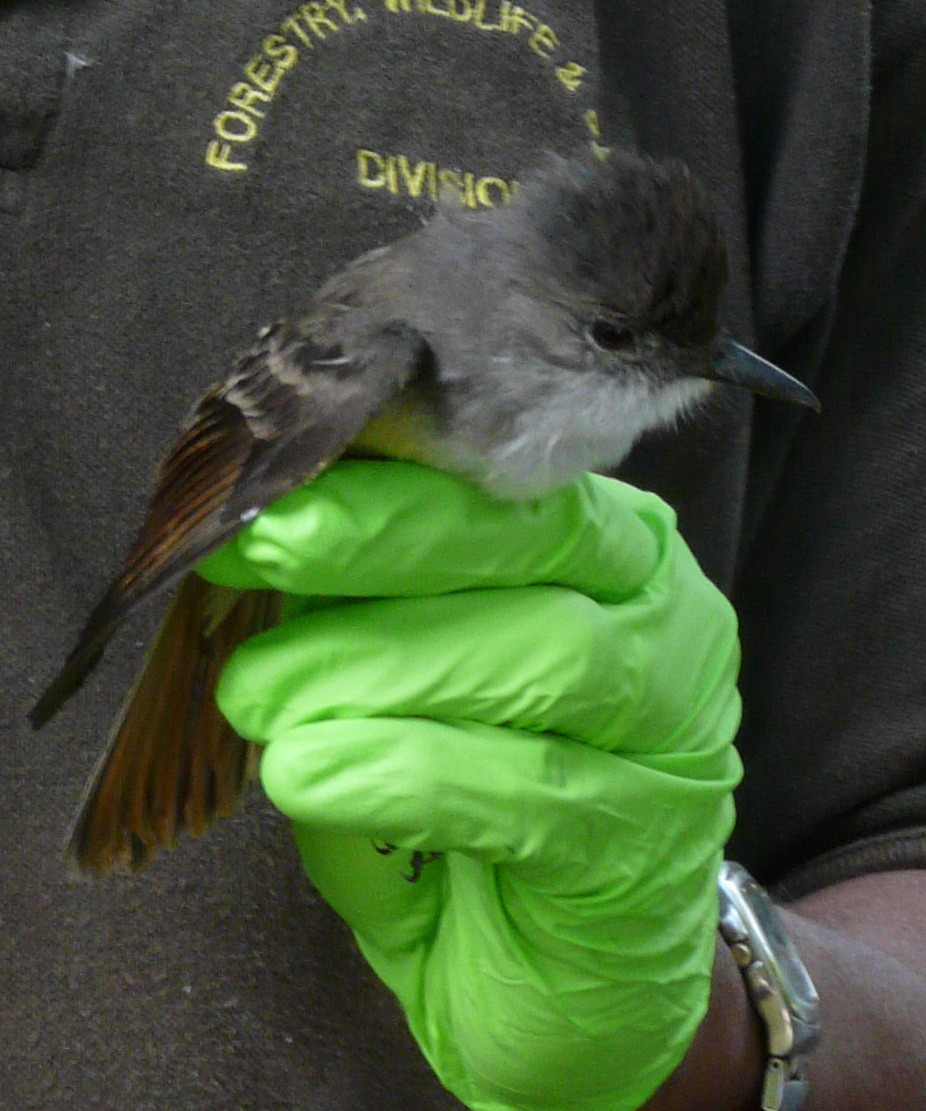 Lesser Antillean Flycatcher - ML638328387