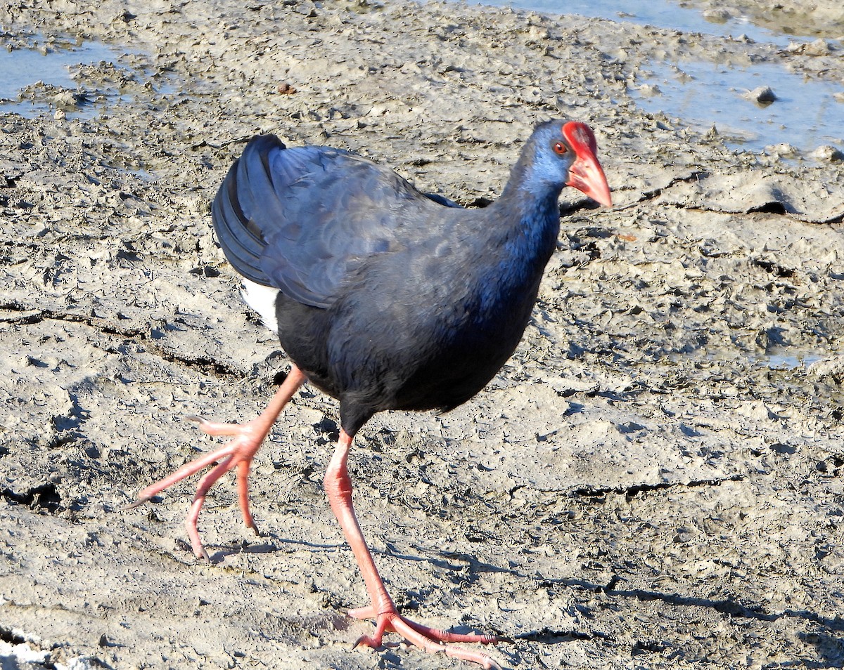 Western Swamphen - ML638328388