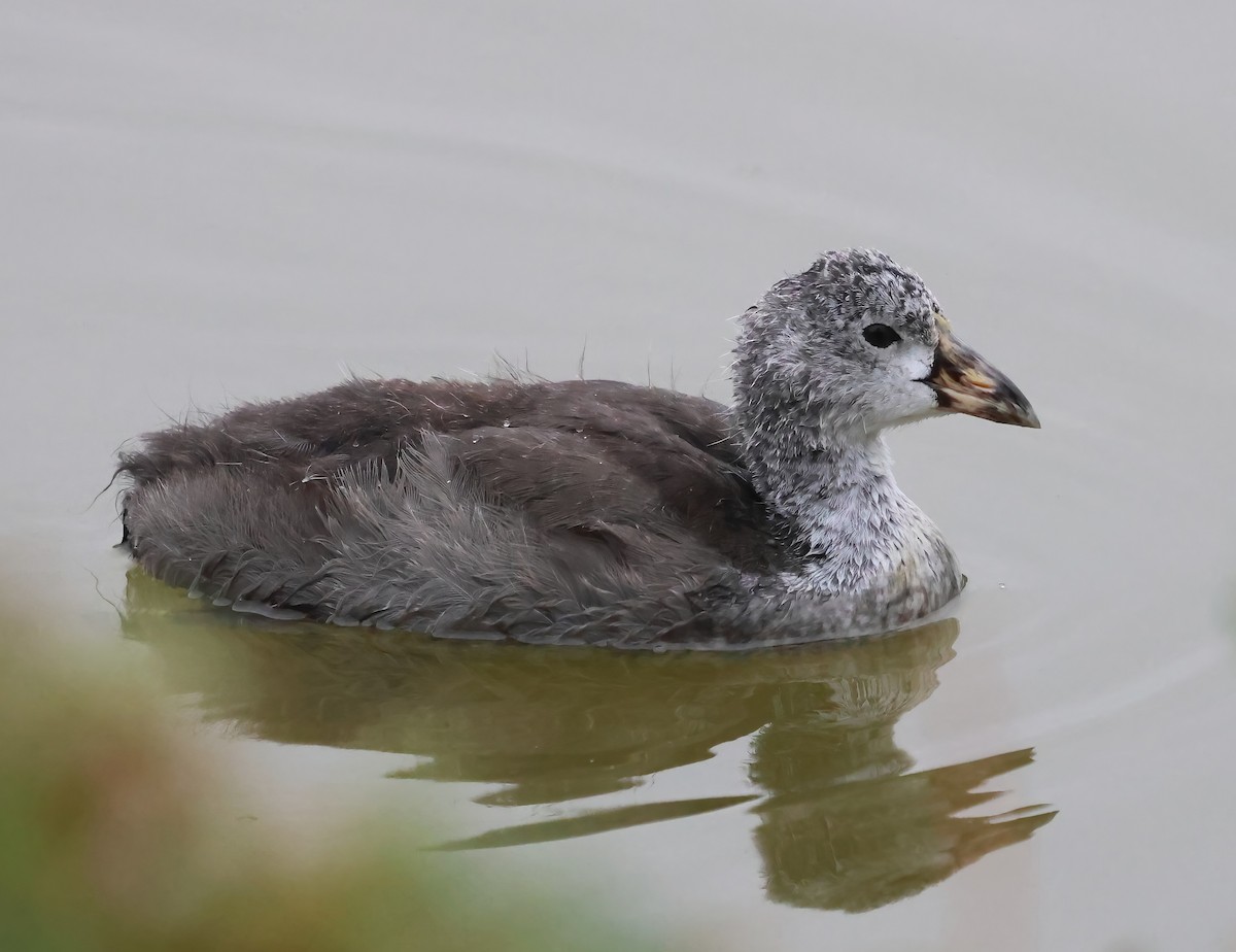 American Coot - ML638328389