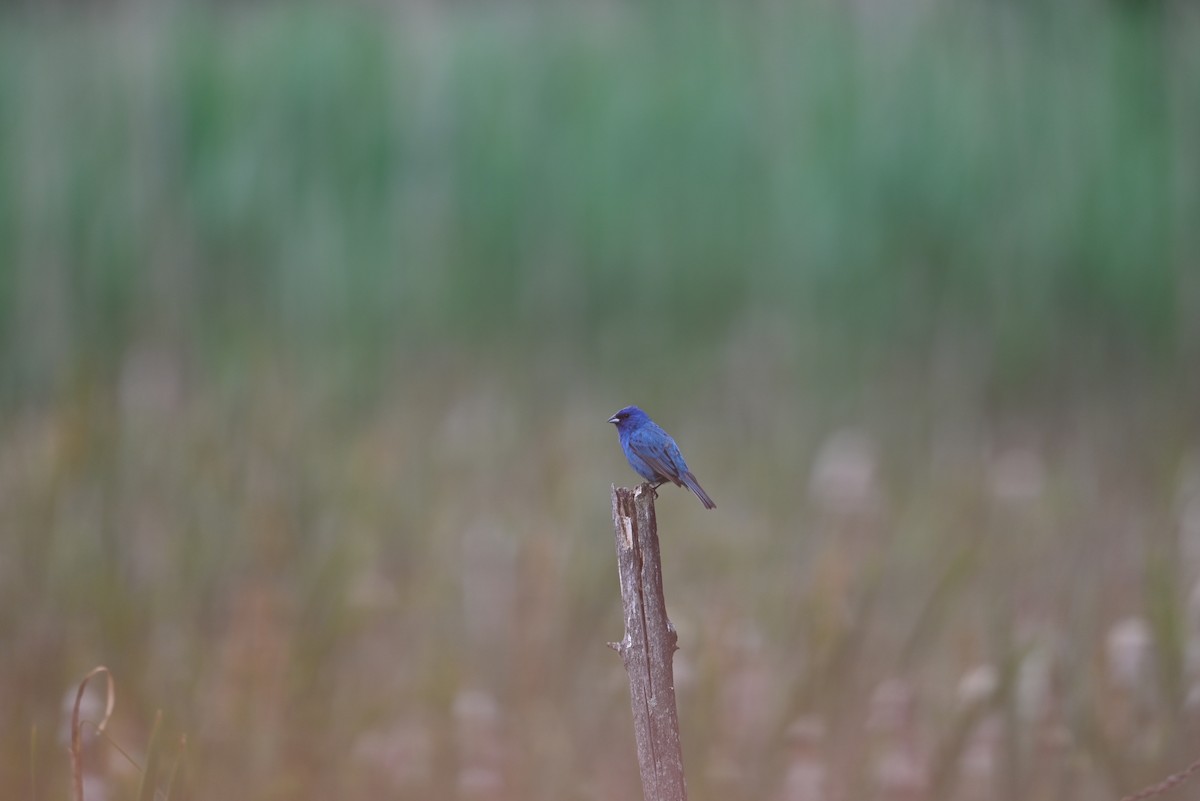 Indigo Bunting - ML638328390