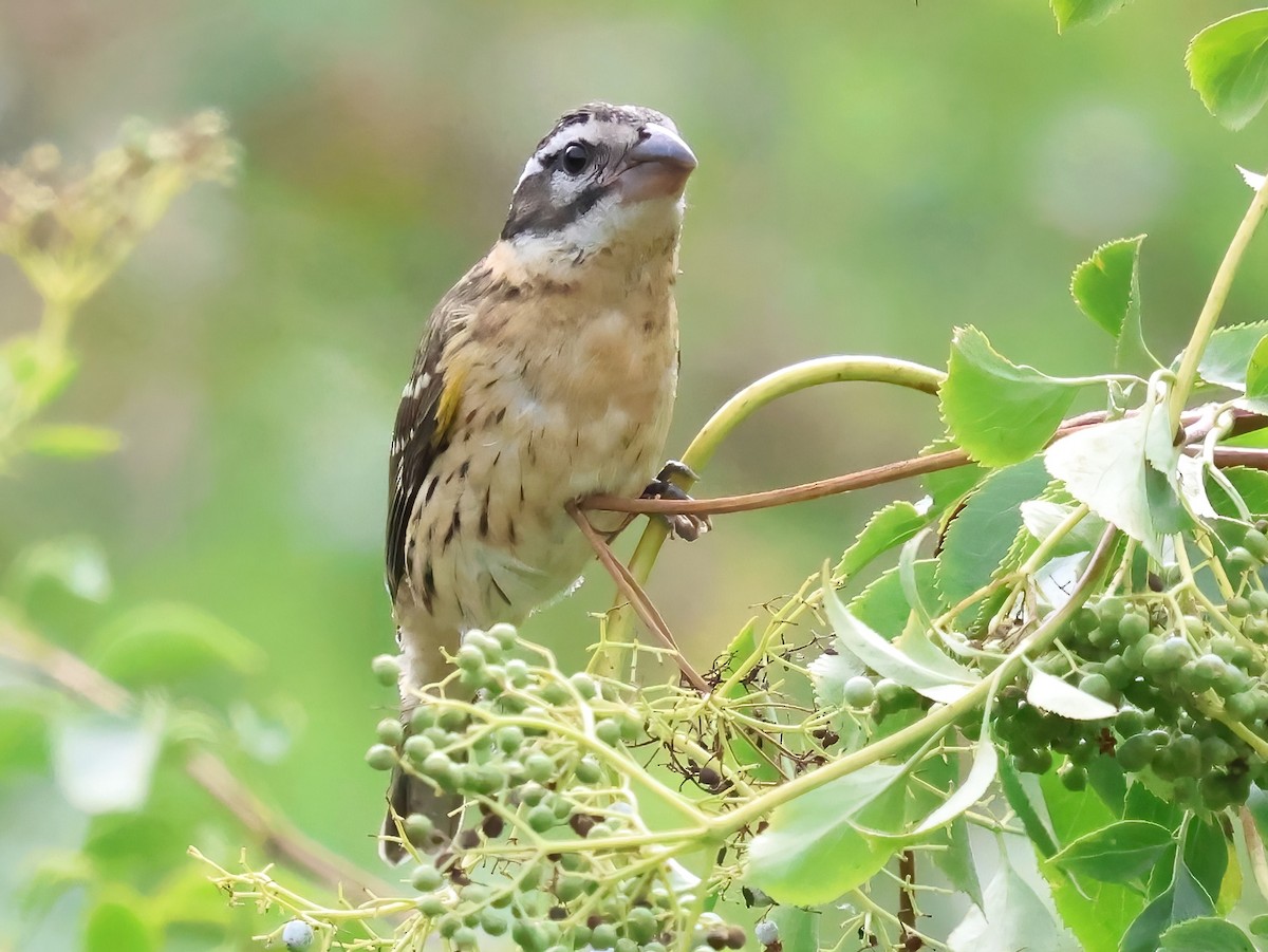 Black-headed Grosbeak - ML638328394