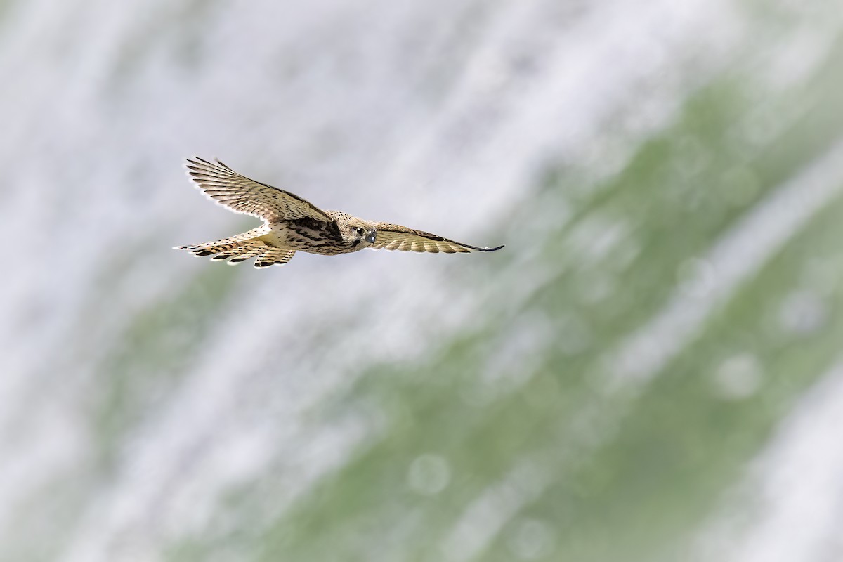 Eurasian Kestrel - ML638328395