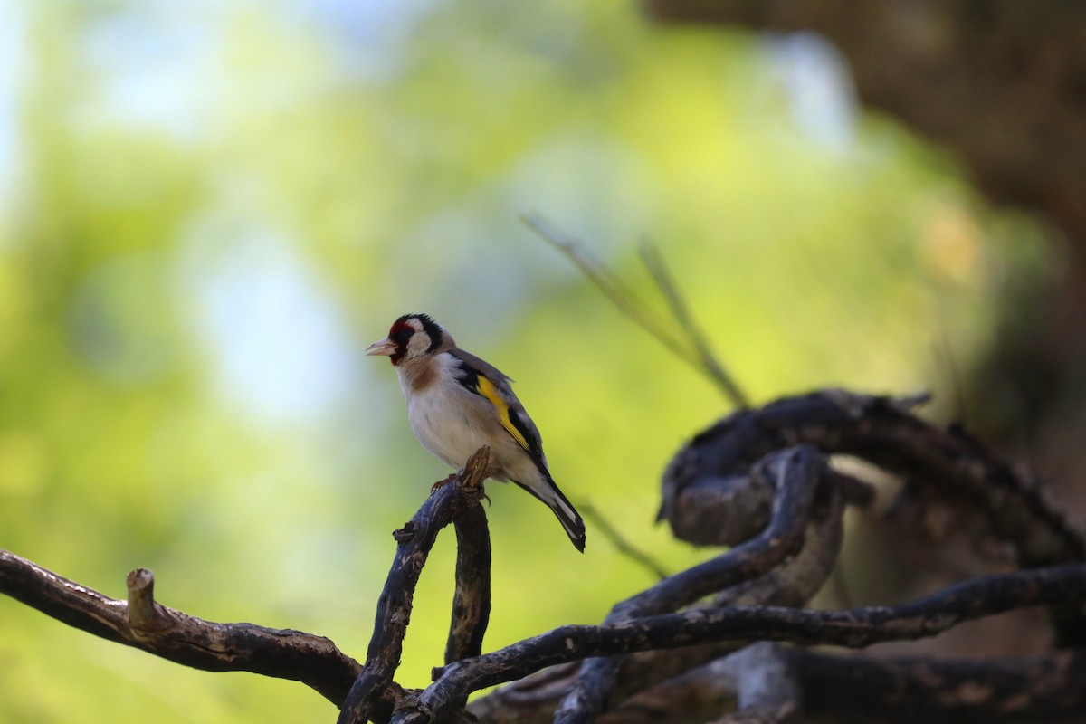 European Goldfinch - ML638328396