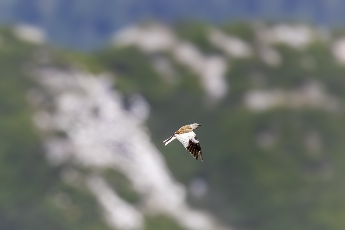White-winged Snowfinch - ML638328412