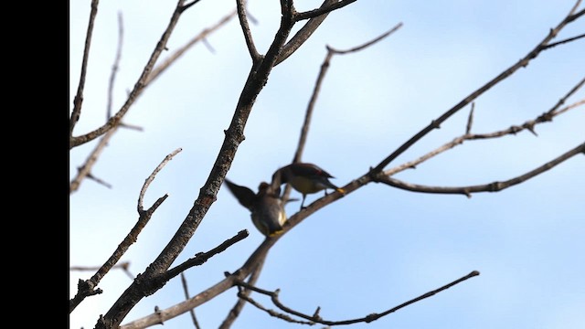 Cedar Waxwing - ML638328414